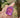 Zen Purple Buddha Ring - Kimikii Jewellery